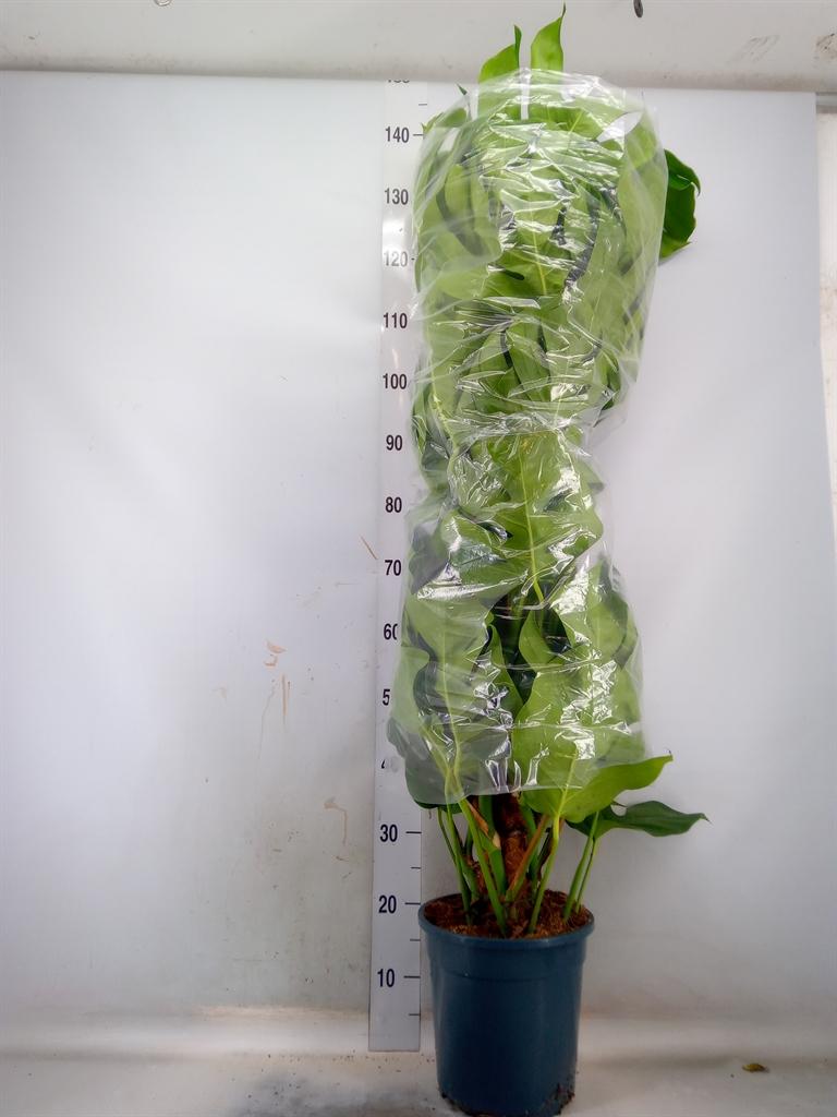 Горшечные цветы и растения оптом Monstera Pertusum Mosspole от 1шт из Голландии с доставкой по России