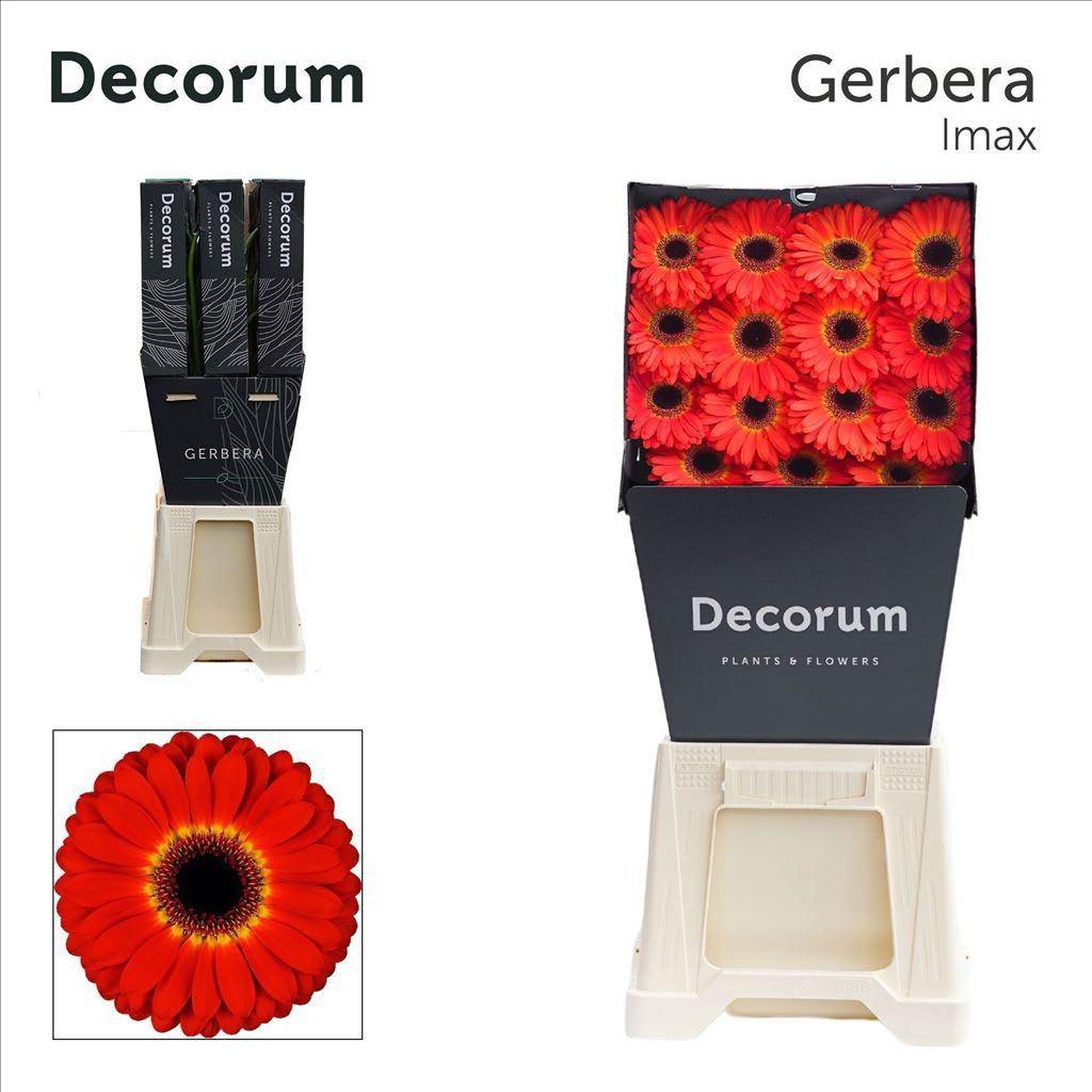 Срезанные цветы оптом Gerbera diamond imax от 45шт из Голландии с доставкой по России