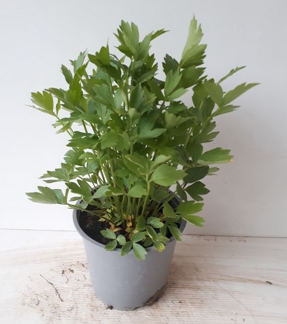 Горшечные цветы и растения оптом Levisticum Officinale от 8шт из Голландии с доставкой по России
