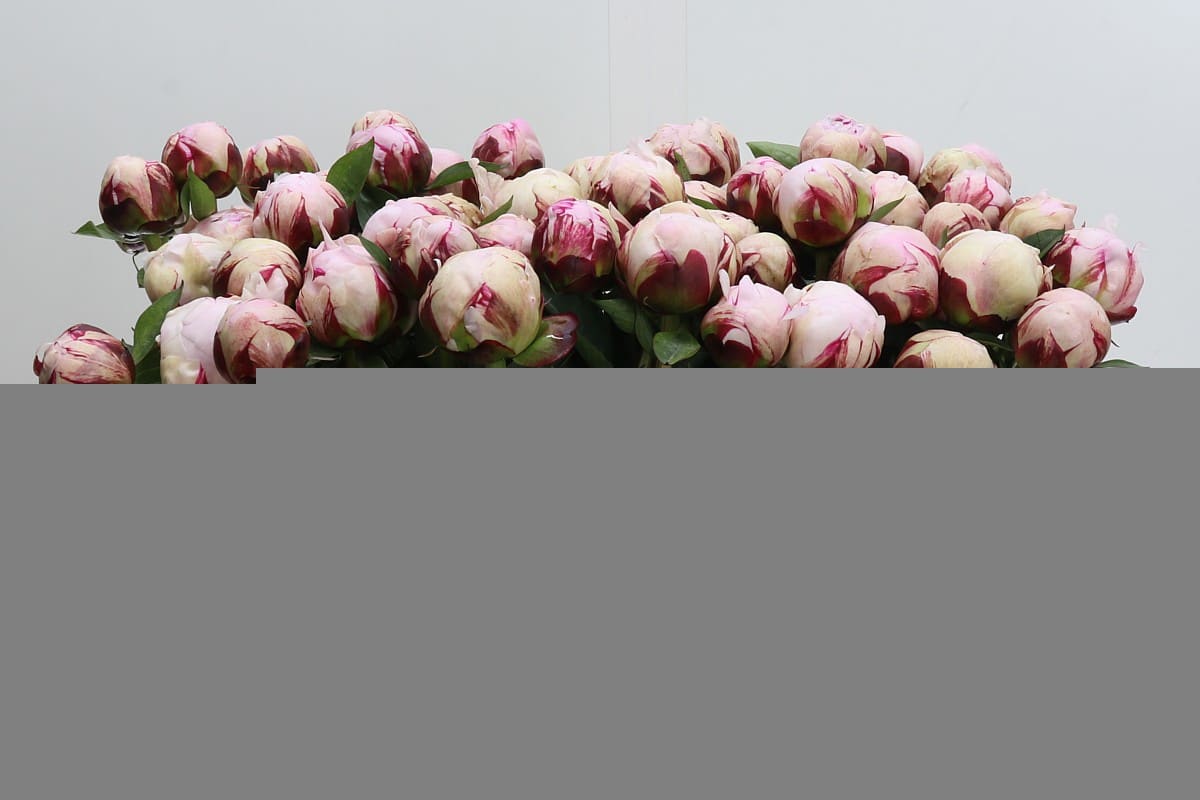 Срезанные цветы оптом Paeonia reine hortense от 60шт из Голландии с доставкой по России
