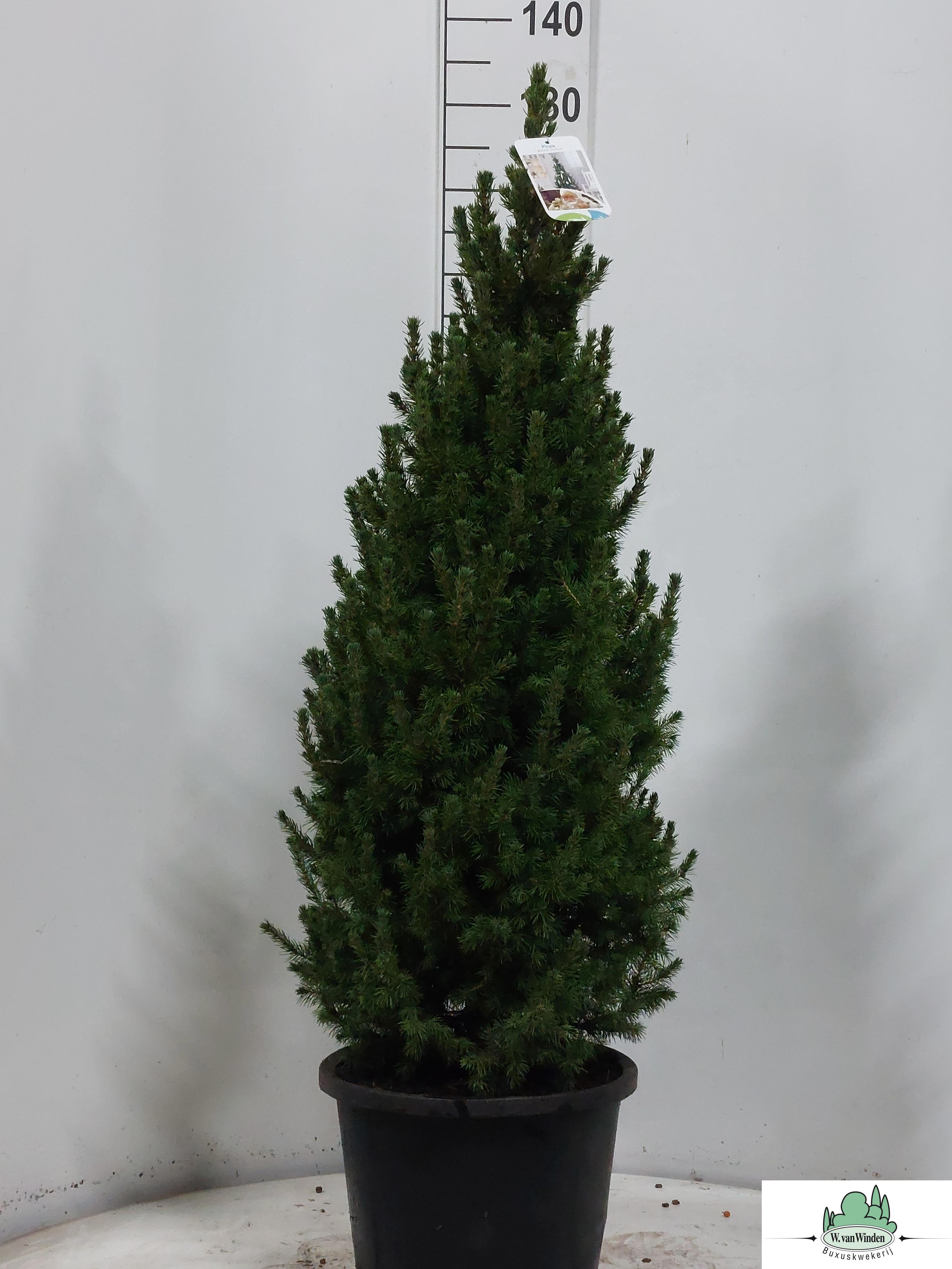 Горшечные цветы и растения оптом Picea Gl Perfecta от 1шт из Голландии с доставкой по России