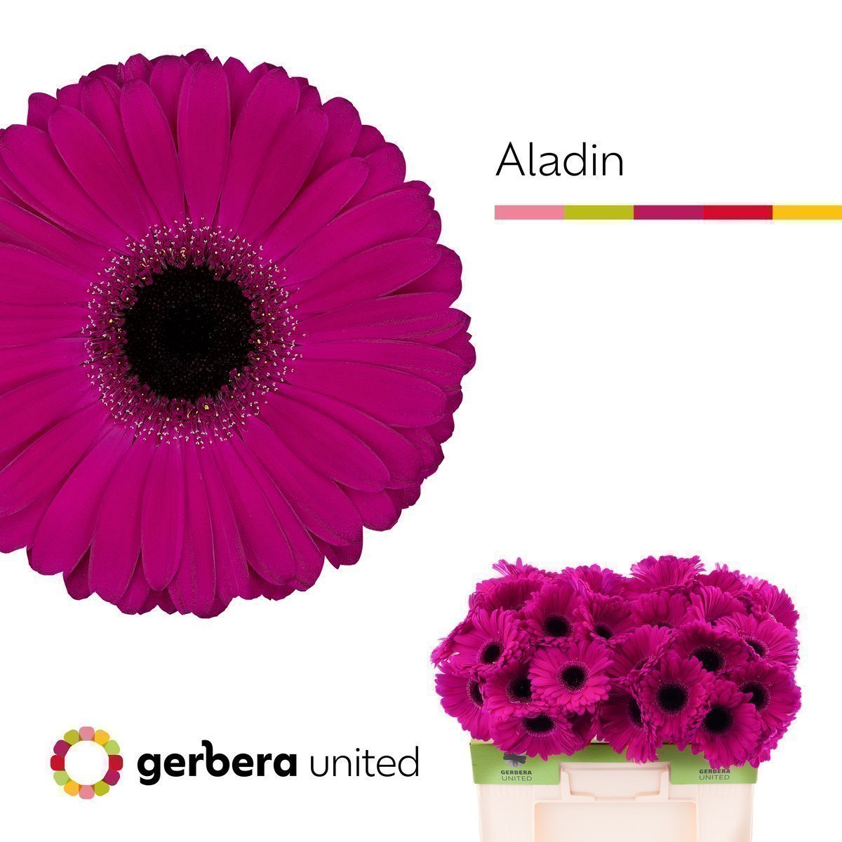 Срезанные цветы оптом Gerbera aladin от 40шт. из Голландии с доставкой по России