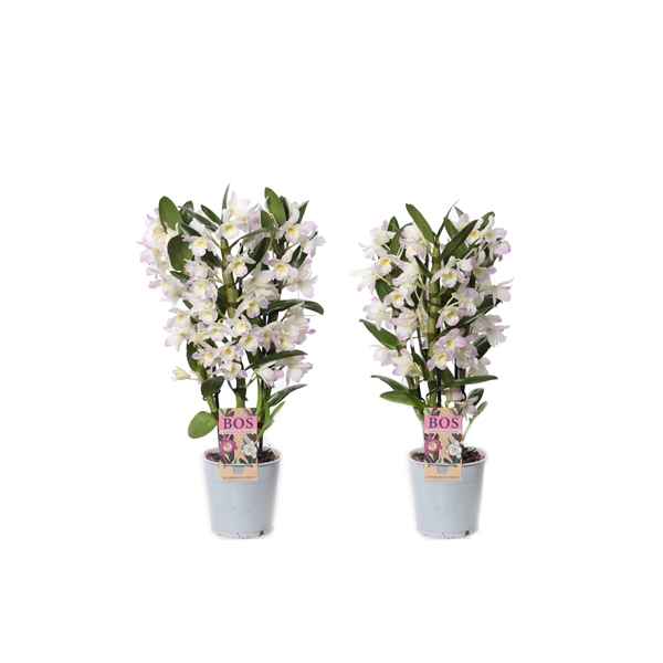 Горшечные цветы и растения оптом Dendr Nob 3st Classic Kumiko от 6шт из Голландии с доставкой по России