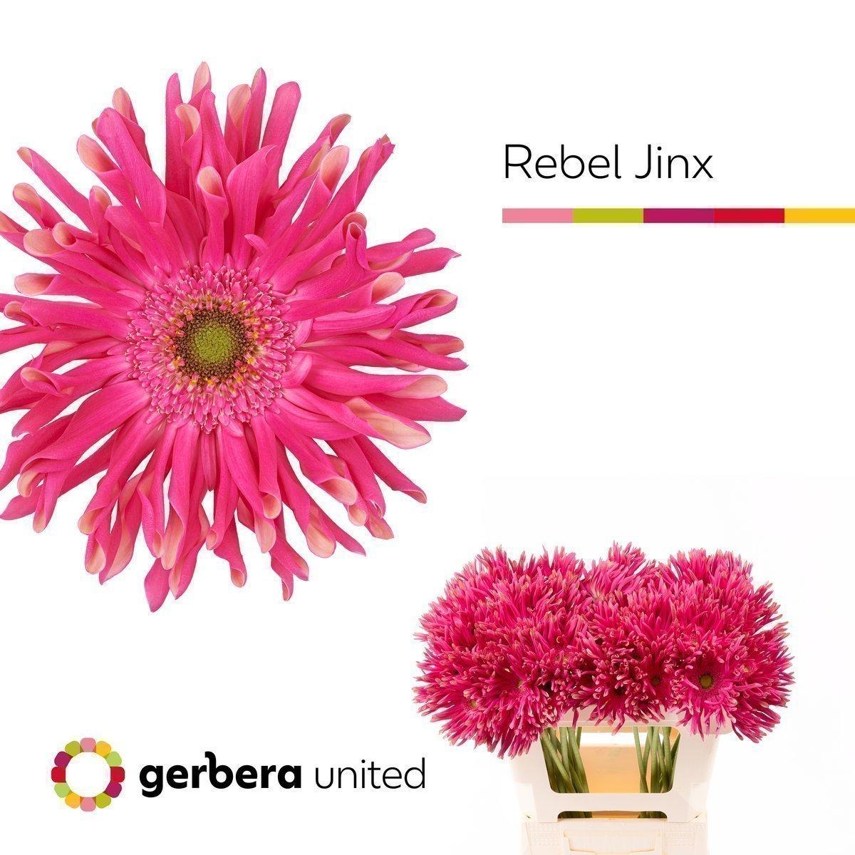 Срезанные цветы оптом Gerbera rebel jinx от 50шт. из Голландии с доставкой по России