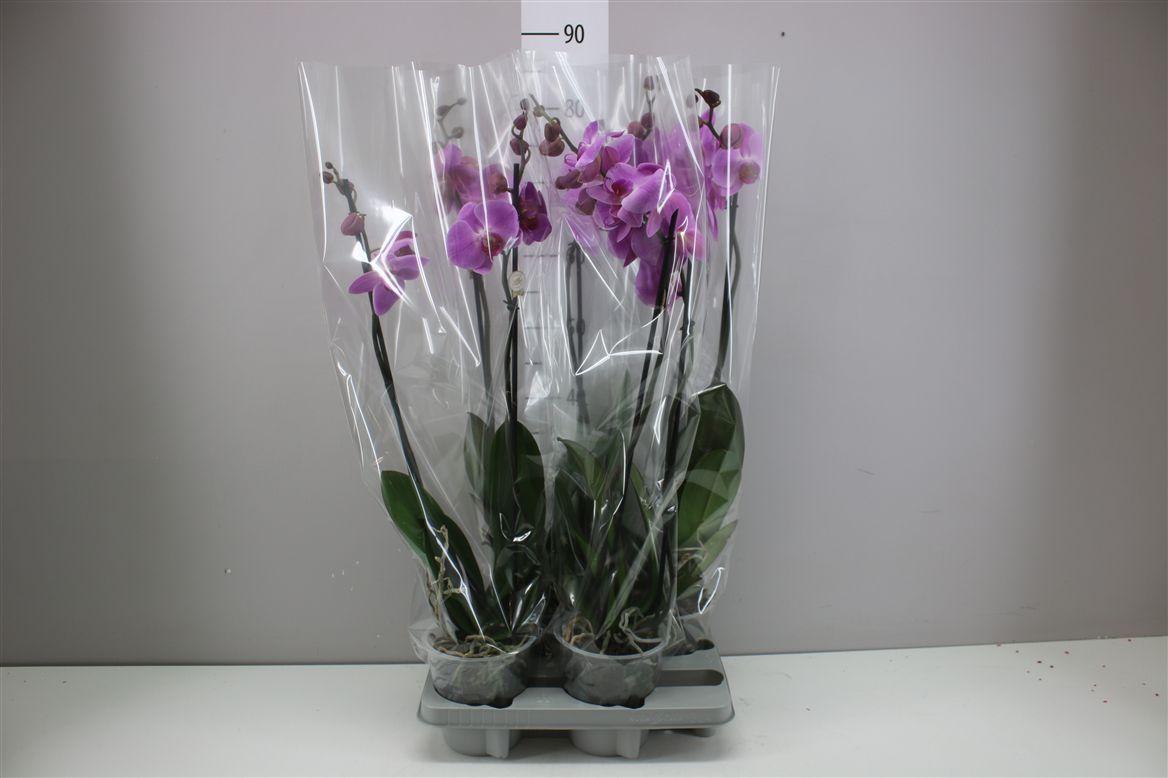 Горшечные цветы и растения оптом Phal Roze 2 Tak от 4шт из Голландии с доставкой по России