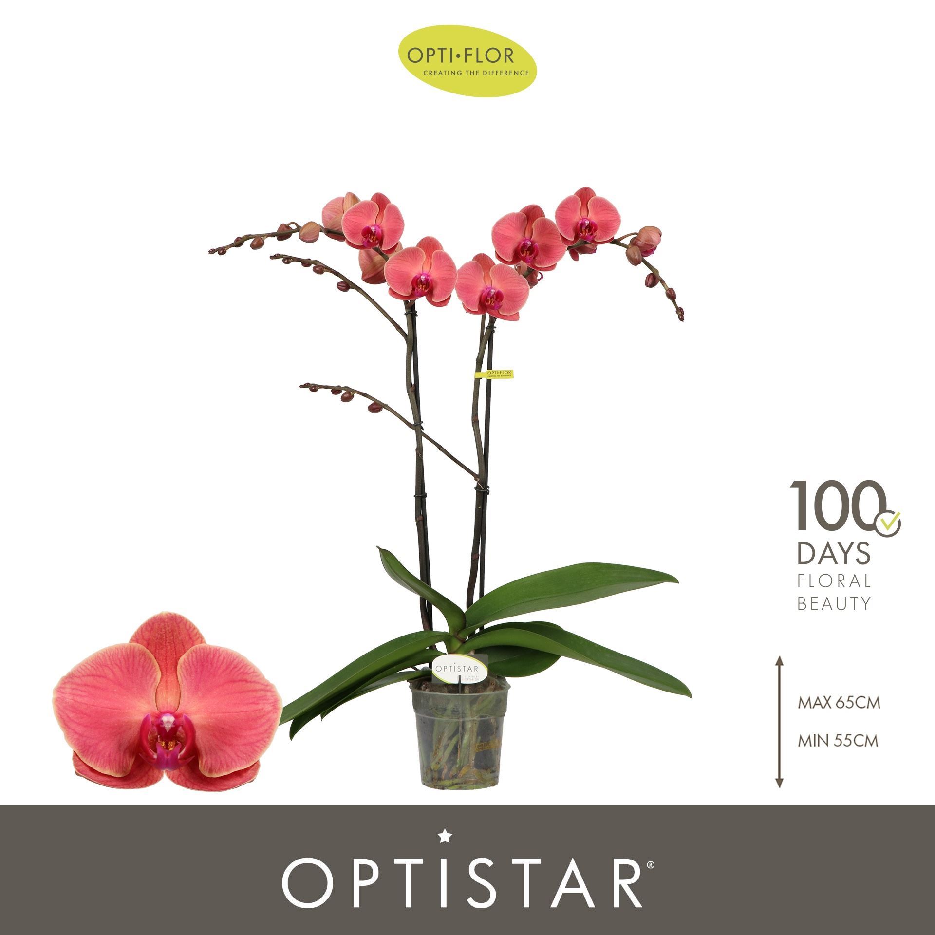 Горшечные цветы и растения оптом Phalaenopsis   ...orange от 6шт из Голландии с доставкой по России