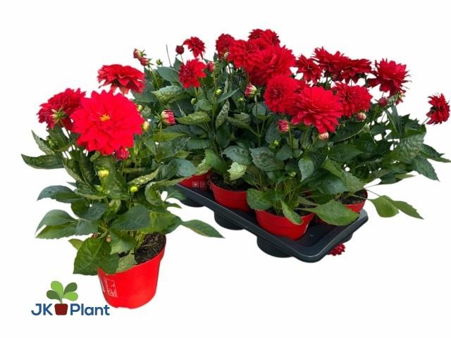 Горшечные цветы и растения оптом Dahl Hypno Red от 6шт из Голландии с доставкой по России