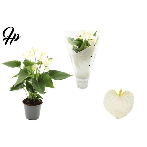 Горшечные цветы и растения оптом Anth An Cocos 5+couture Sleeve от 8шт из Голландии с доставкой по России