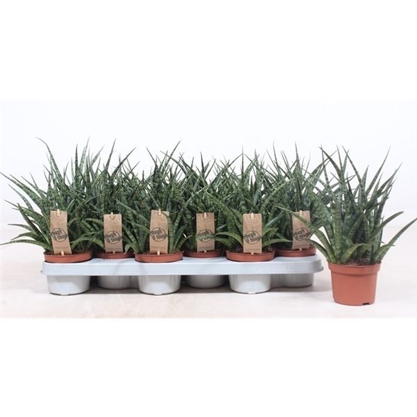 Горшечные цветы и растения оптом Sansevieria Fernwood Punk от 12шт из Голландии с доставкой по России