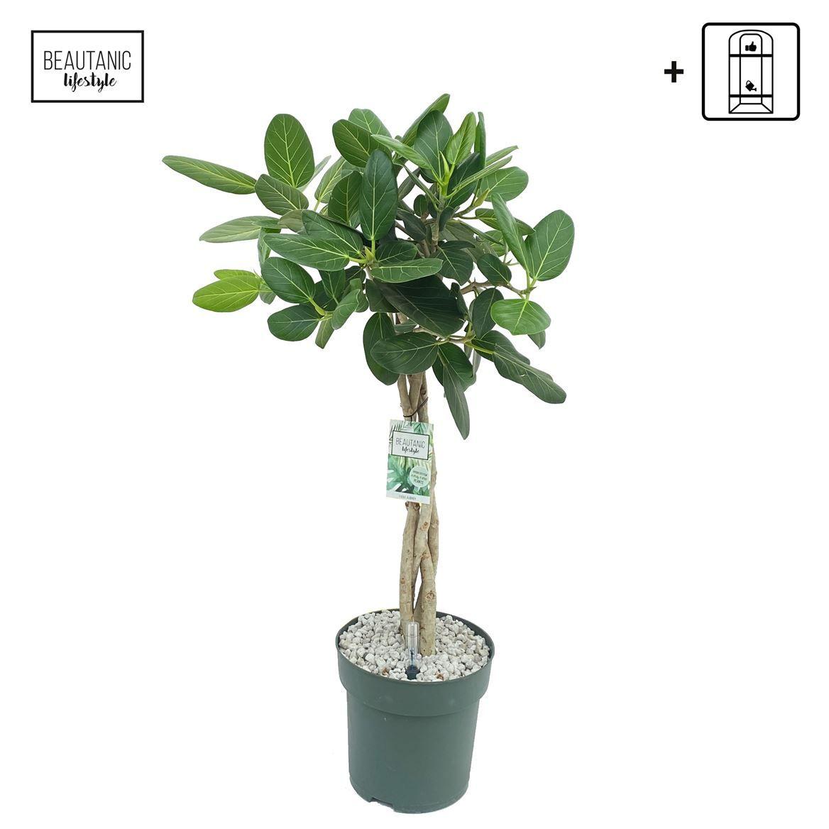 Горшечные цветы и растения оптом Ficus Ben Audrey Twisted Stem от 1шт из Голландии с доставкой по России