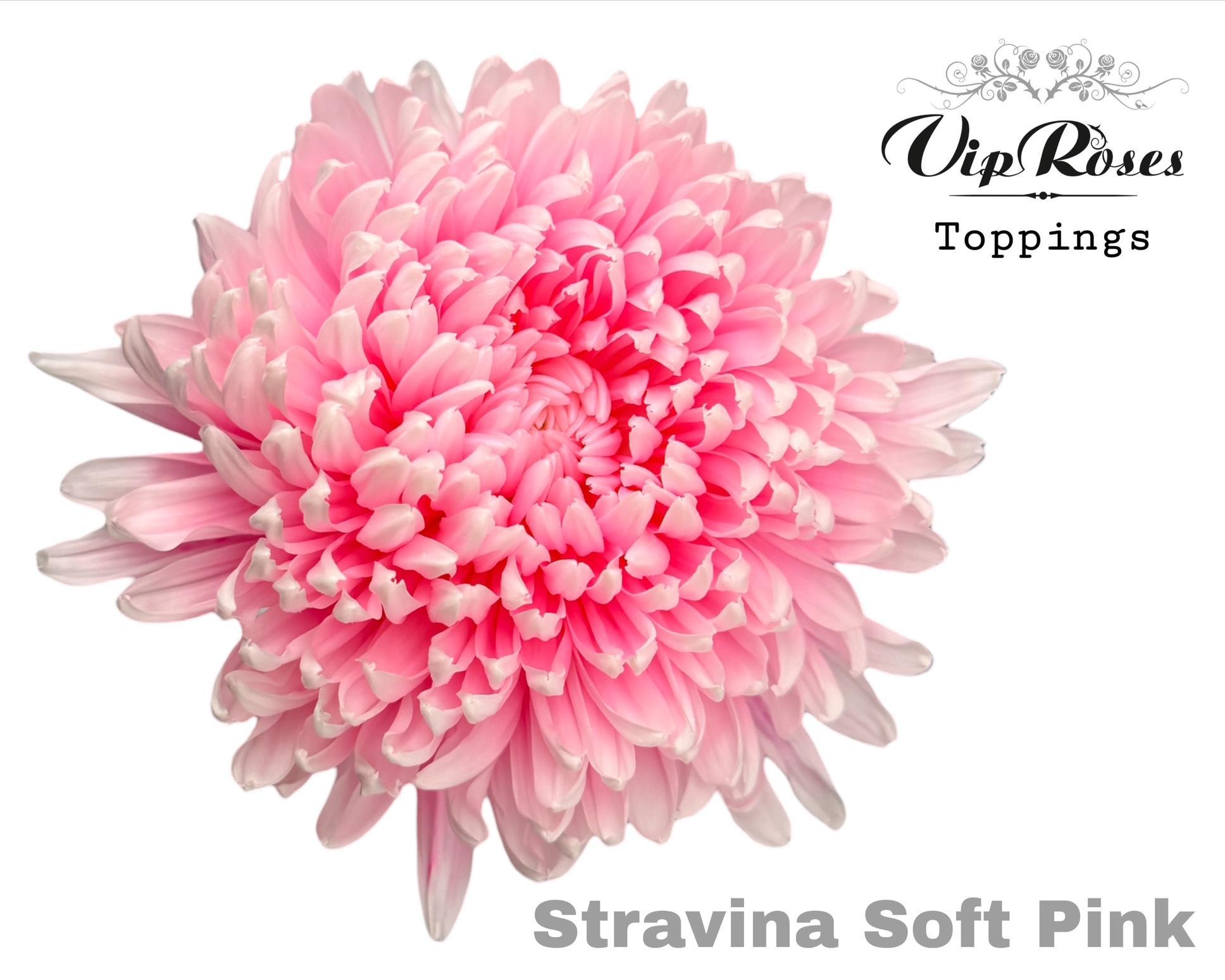Срезанные цветы оптом Chrys bl paint stravina soft pink от 20шт из Голландии с доставкой по России