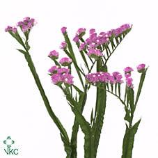 Срезанные цветы оптом Statice barbie wings от 25шт из Голландии с доставкой по России