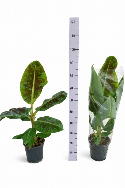 Горшечные цветы и растения оптом Musa Dwarf Cavendish от 1шт из Голландии с доставкой по России