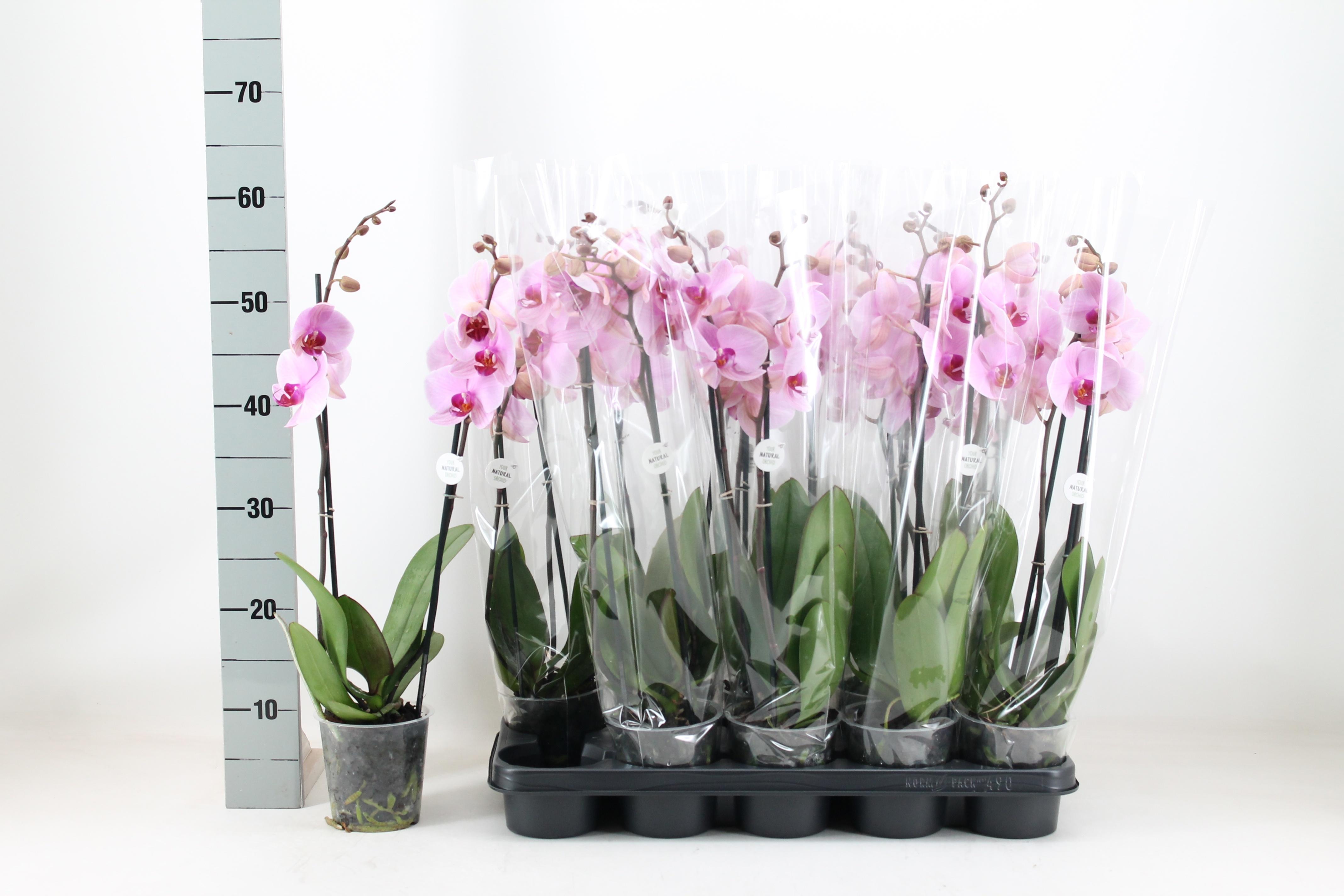 Горшечные цветы и растения оптом Phal An Washingto от 10шт из Голландии с доставкой по России