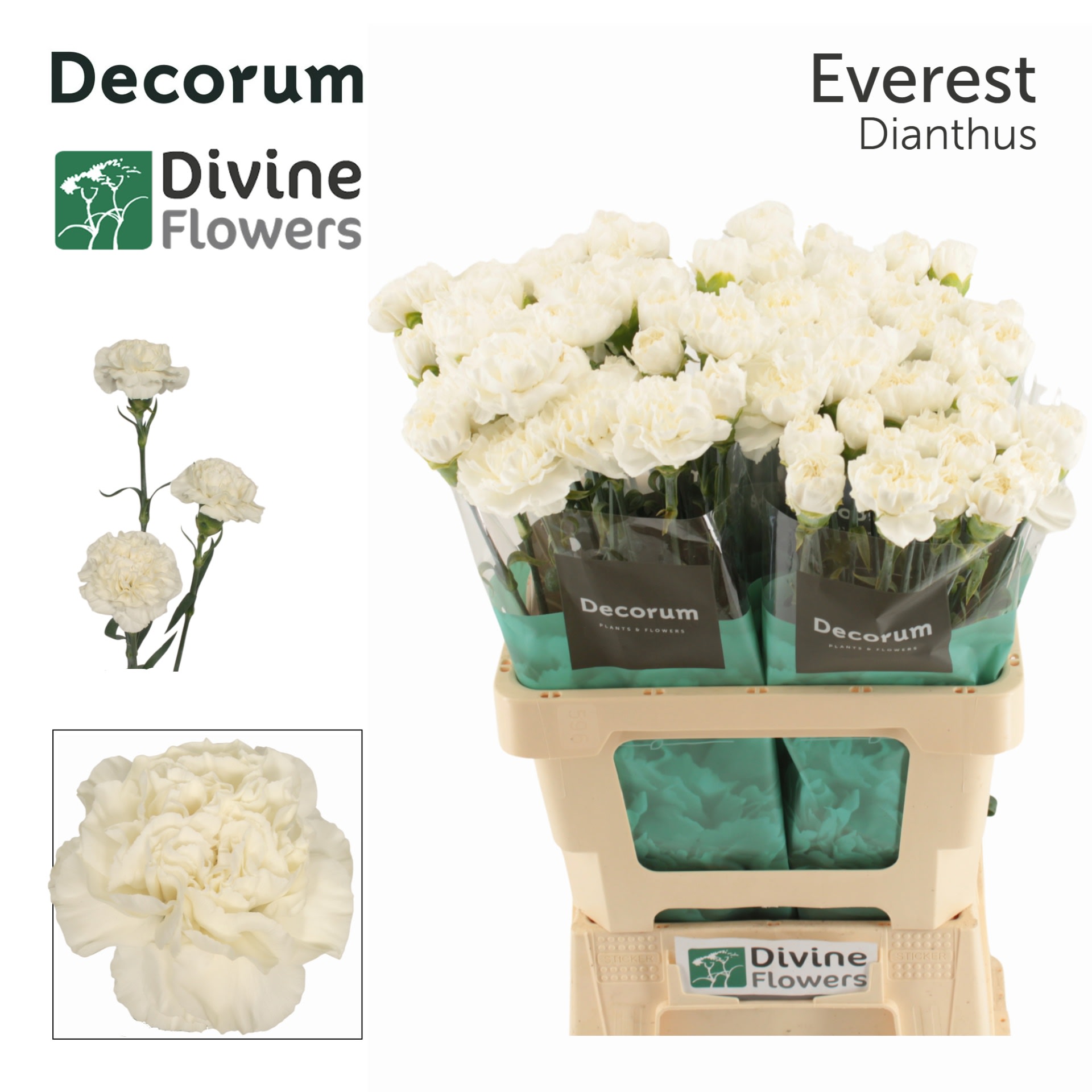 Срезанные цветы оптом Dianthus st everest от 80шт. из Голландии с доставкой по России