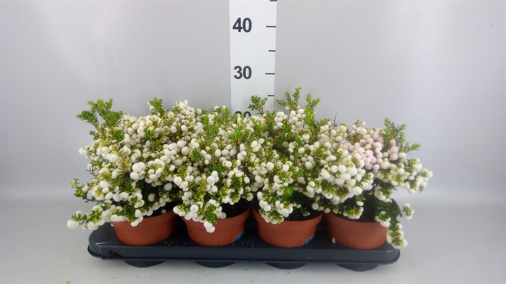 Горшечные цветы и растения оптом Gaultheria ...white Berry от 8шт из Голландии с доставкой по России