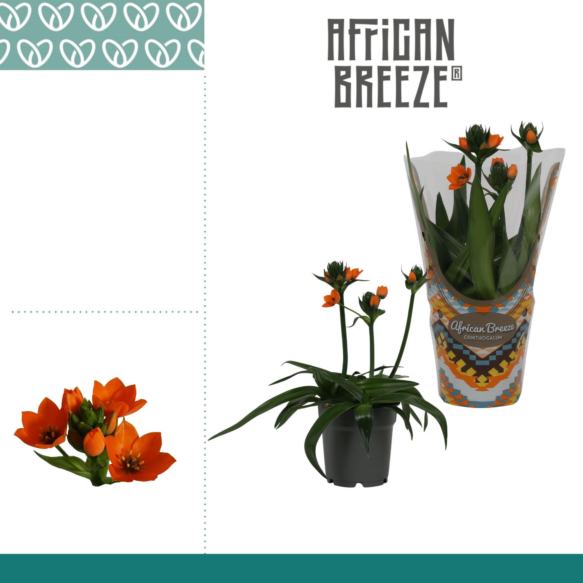 Горшечные цветы и растения оптом Ornithogalum Dubium Orange 3pp от 10шт из Голландии с доставкой по России