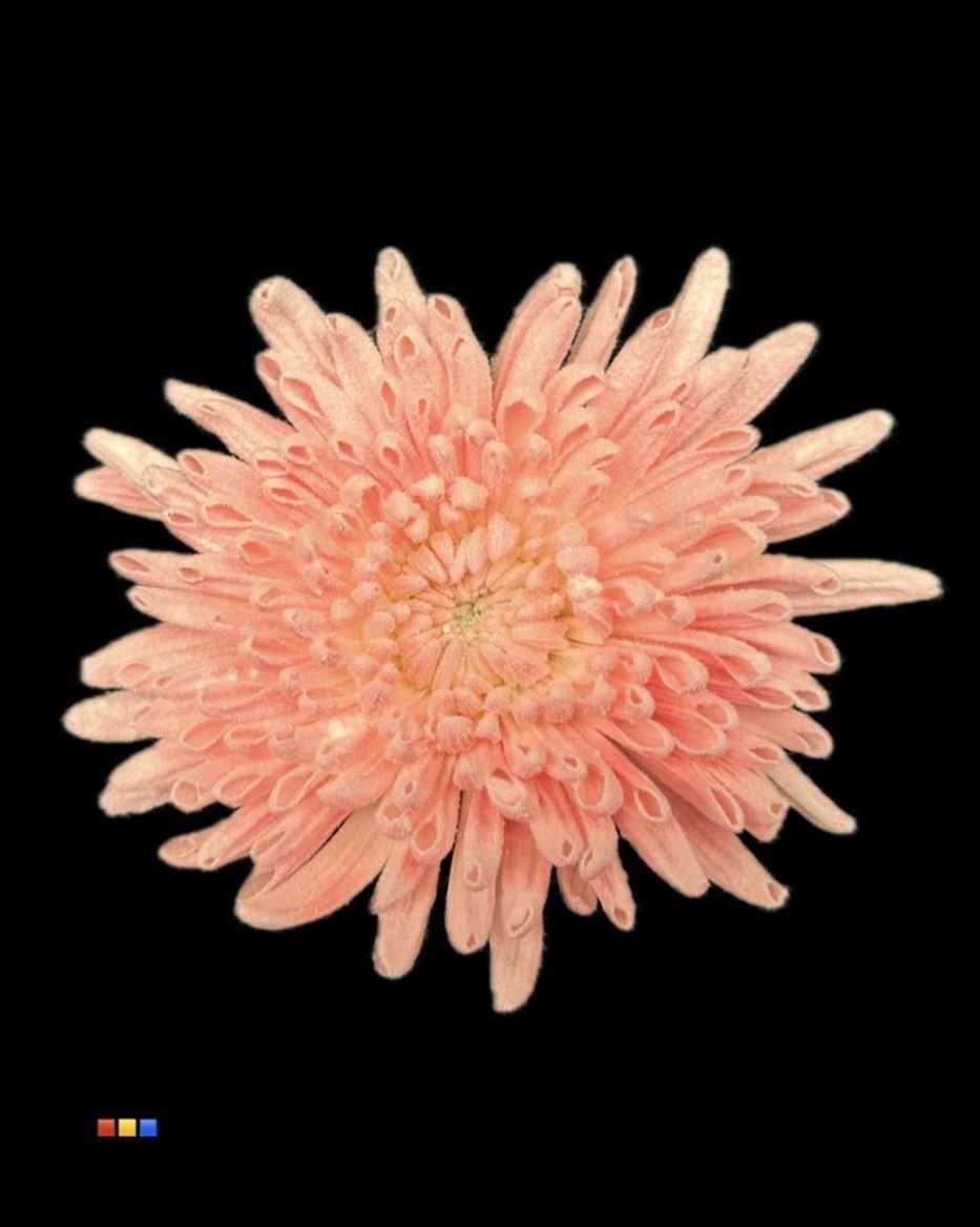 Срезанные цветы оптом Chrys bl paint anastasia snow pink light от 40шт из Голландии с доставкой по России