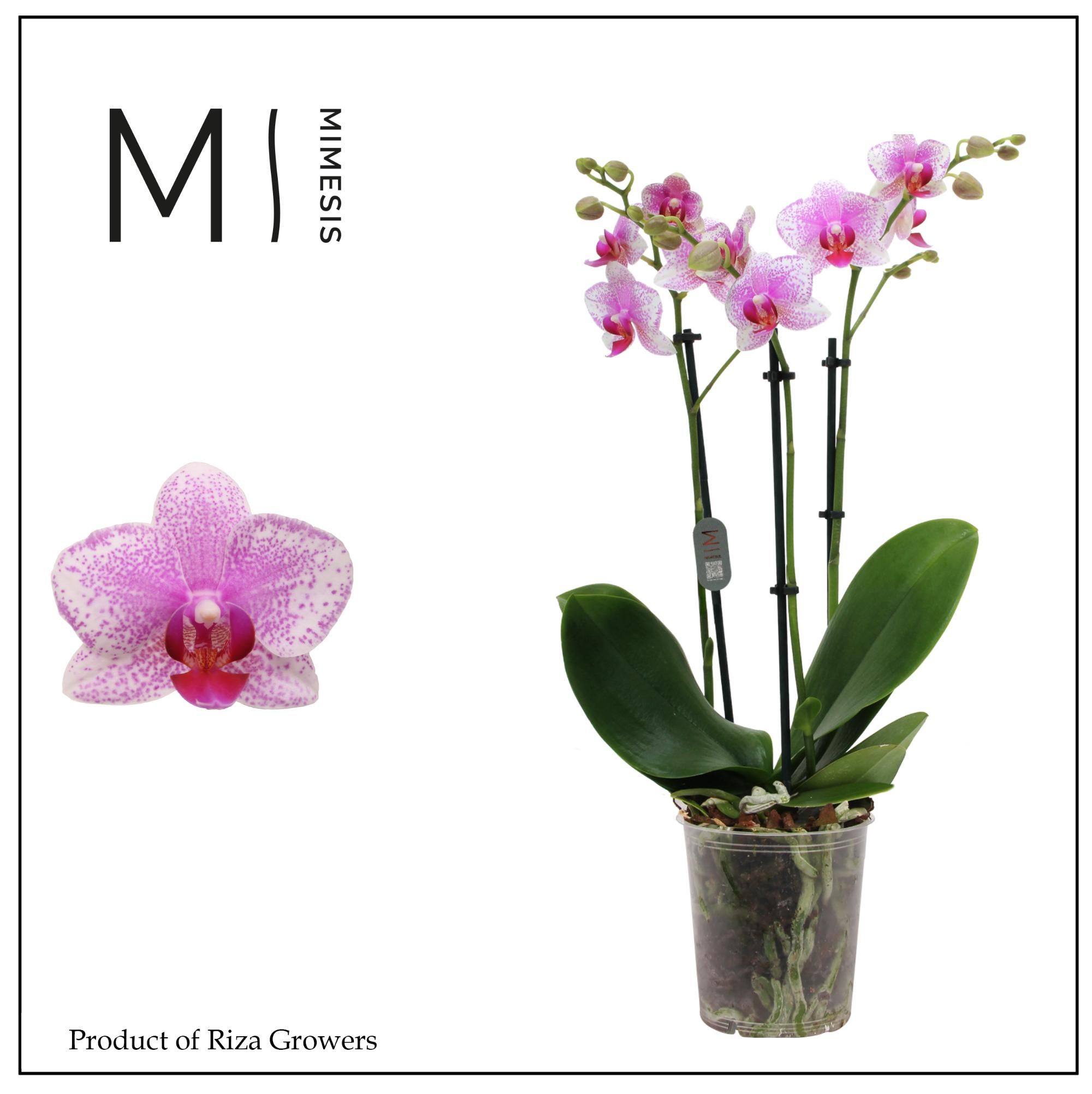 Горшечные цветы и растения оптом Phal 3st Rotterdam 30+ (orchid Growers) от 4шт из Голландии с доставкой по России