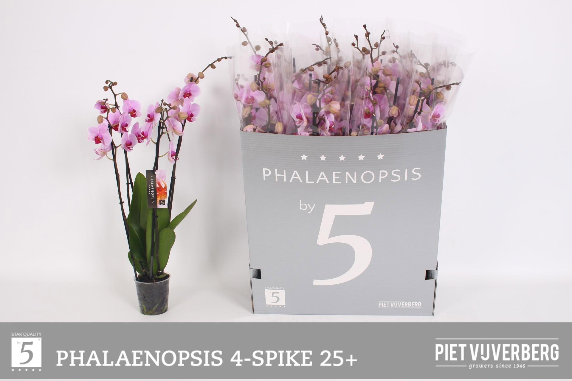 Горшечные цветы и растения оптом Phal Ov Roze от 12шт из Голландии с доставкой по России