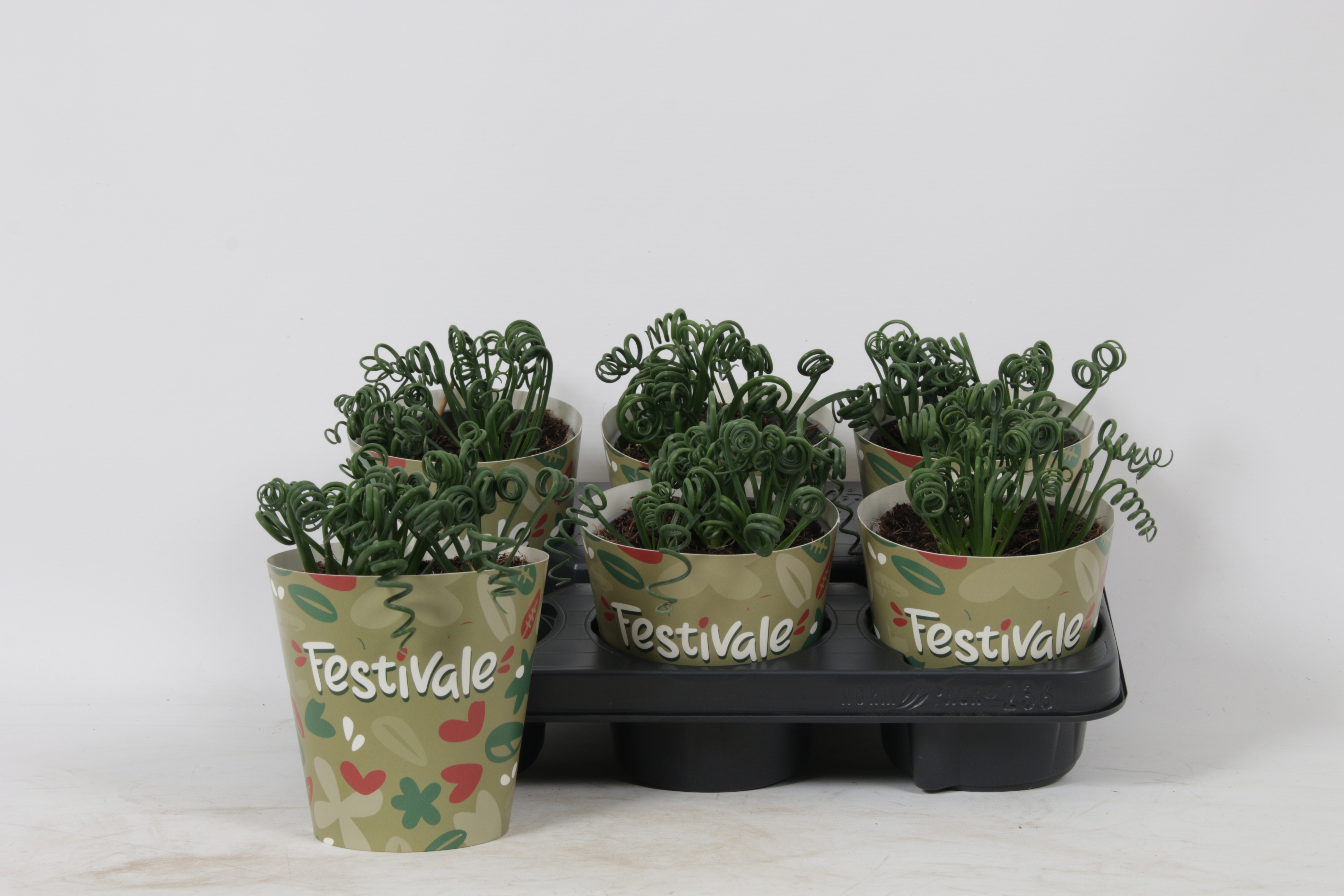 Горшечные цветы и растения оптом Albuca  Friz Sizzle от 6шт' из Голландии с доставкой по России