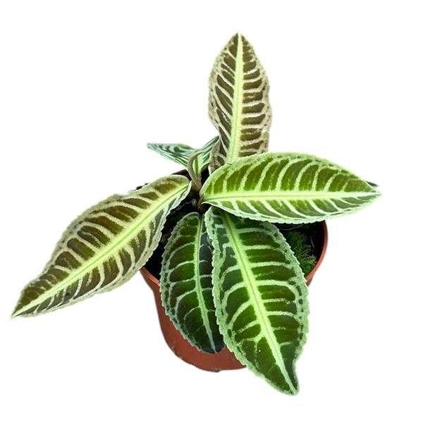 Горшечные цветы и растения оптом Labisia Japonica от 1шт из Голландии с доставкой по России