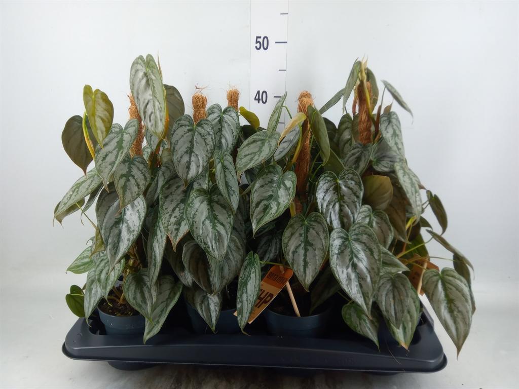 Горшечные цветы и растения оптом Philodendron Brandtianum от 8шт из Голландии с доставкой по России