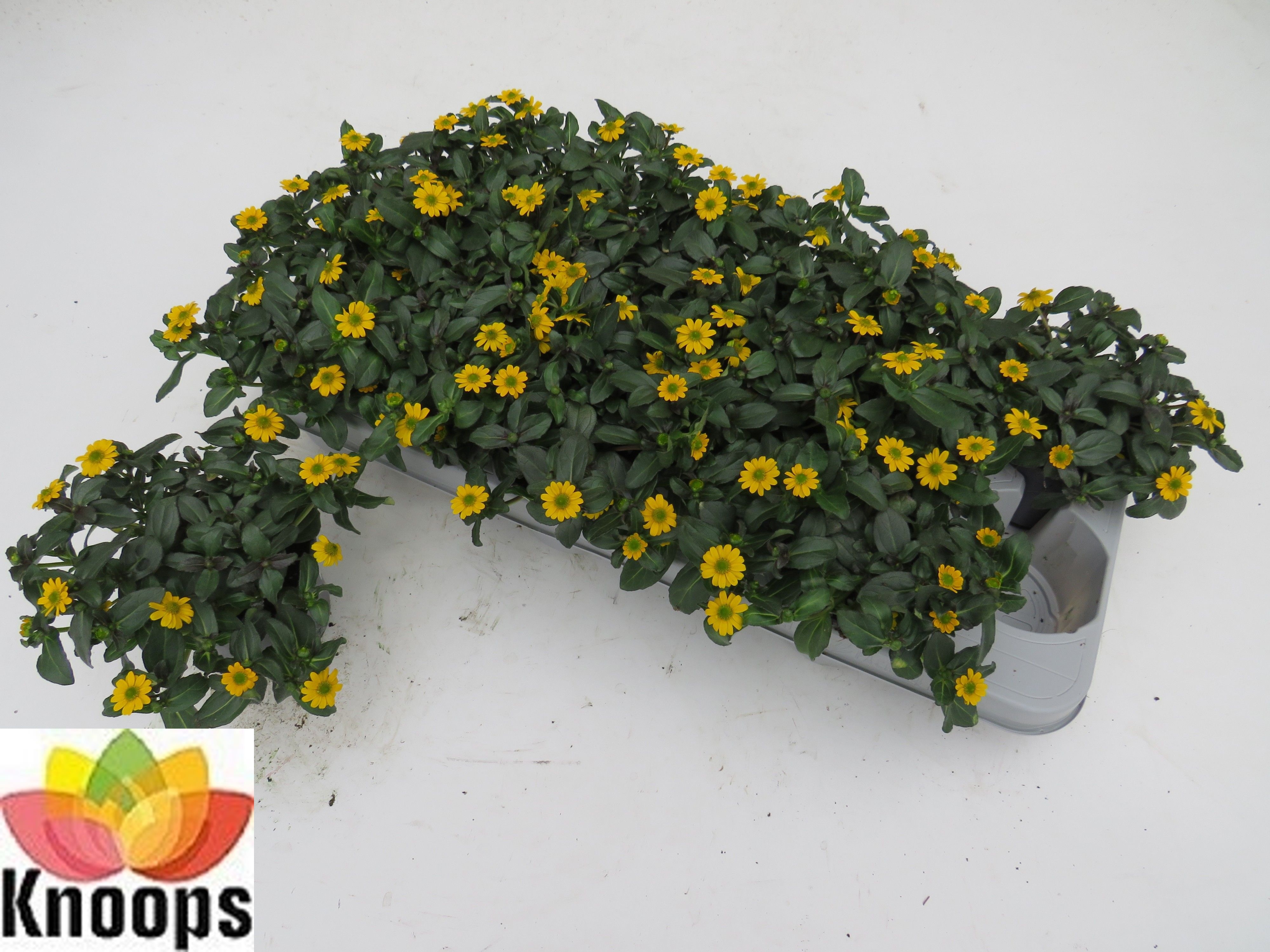 Горшечные цветы и растения оптом Sanv Procumbens от 12шт из Голландии с доставкой по России