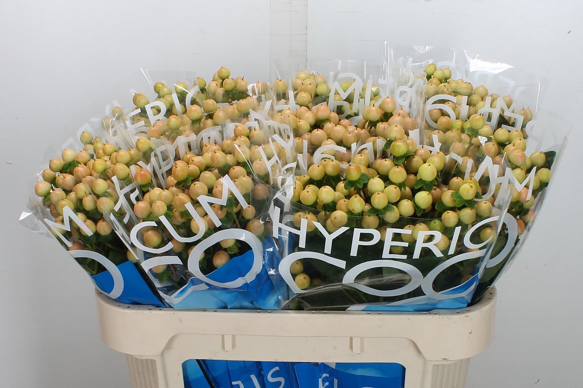 Срезанные цветы оптом Hypericum coco gelato от 100шт. из Голландии с доставкой по России