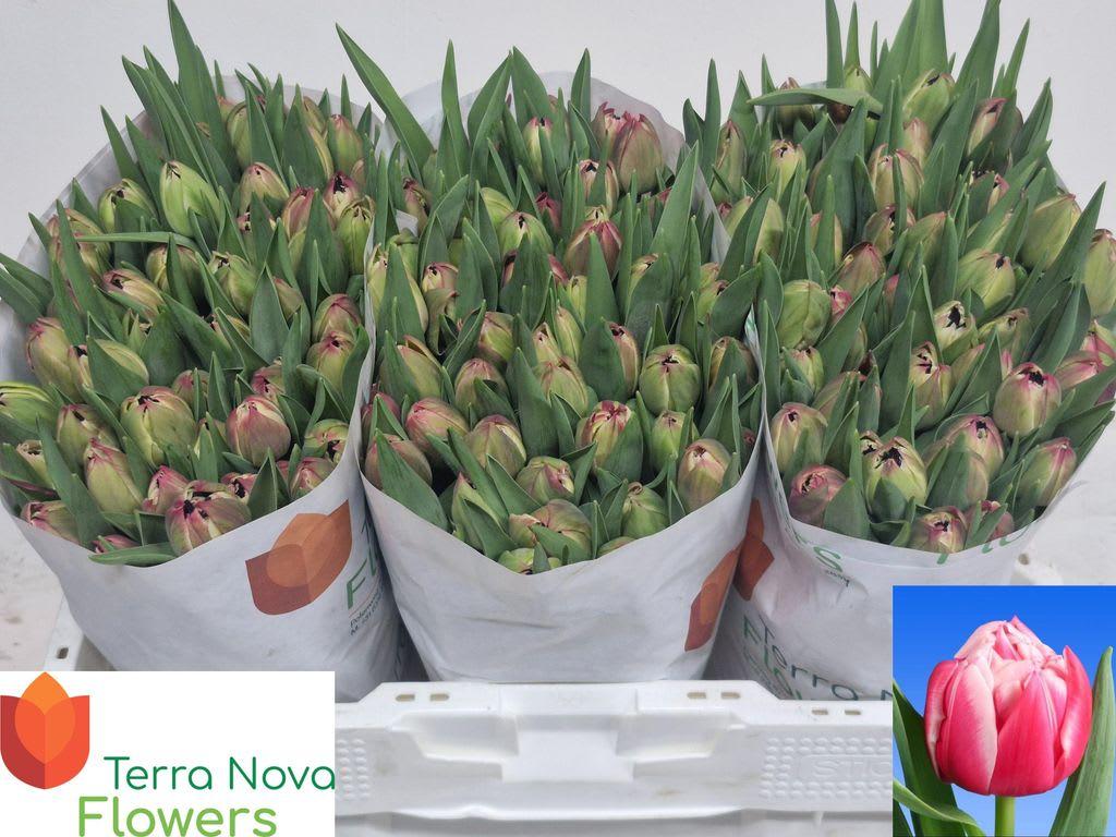 Срезанные цветы оптом Tulipa do columbus от 150шт из Голландии с доставкой по России Срезанные цветы оптом Tulipa do columbus от 150шт из Голландии с доставкой по России
