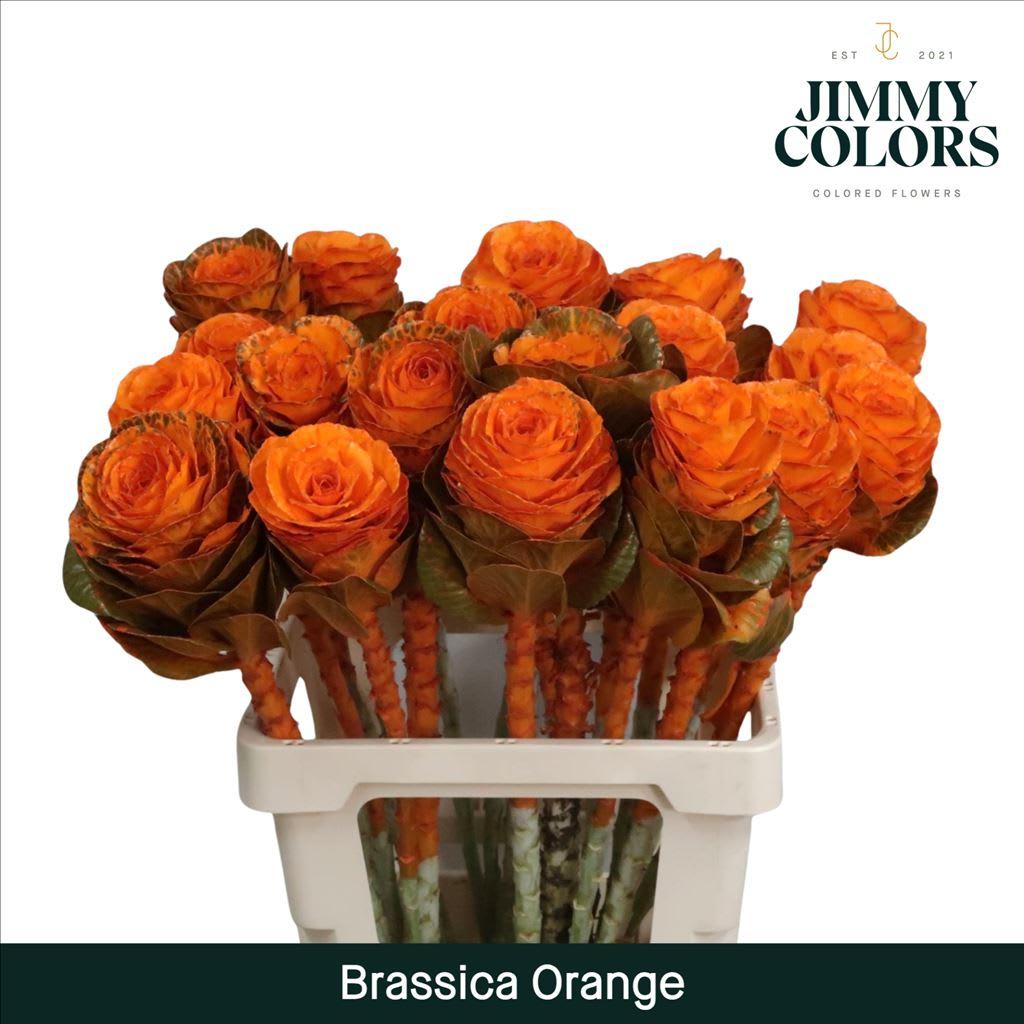 Срезанные цветы оптом Brassica L60 Orange от 20шт из Голландии с доставкой по России