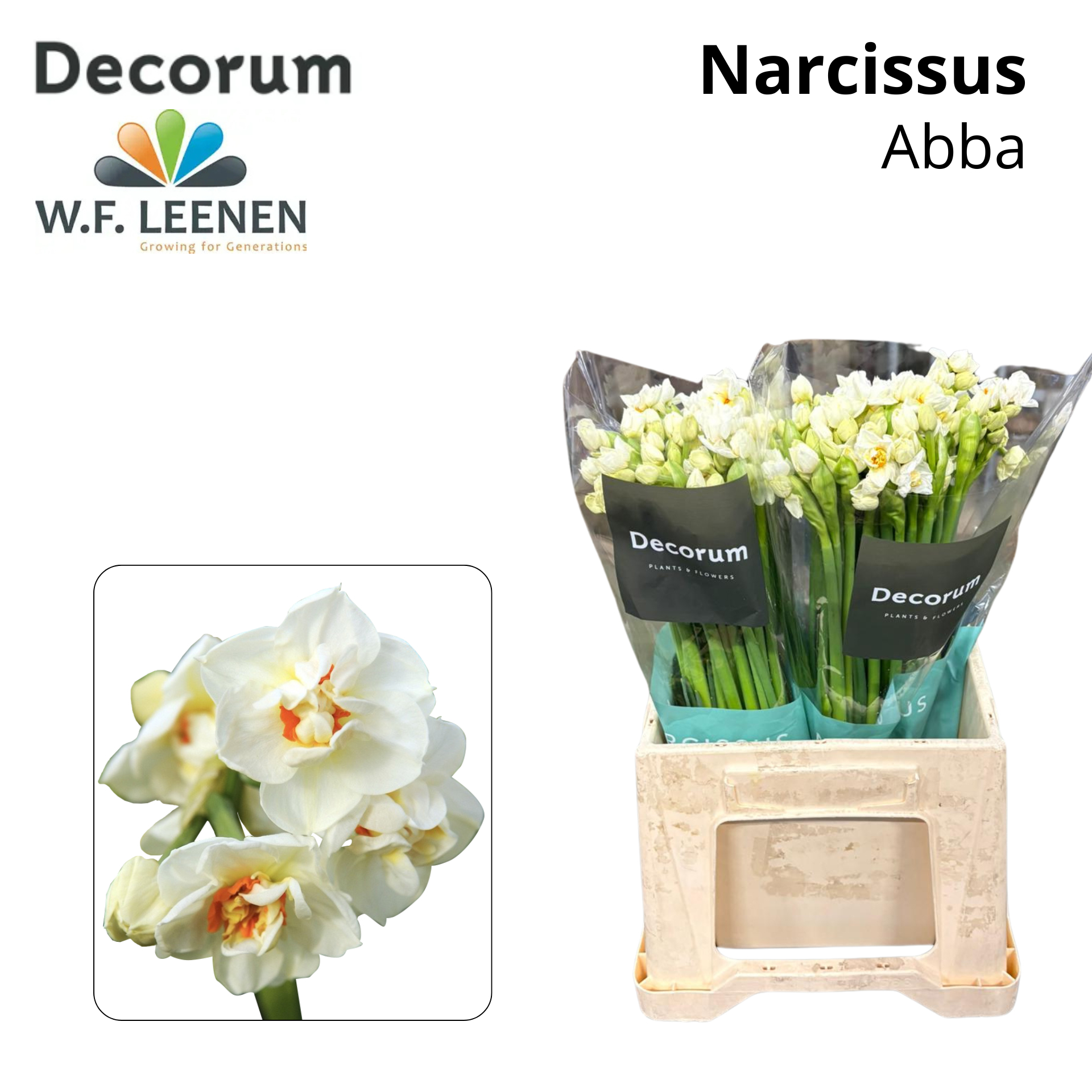 Срезанные цветы оптом Narcissus sp abba от 100шт из Голландии с доставкой по России Срезанные цветы оптом Narcissus sp abba от 100шт из Голландии с доставкой по России