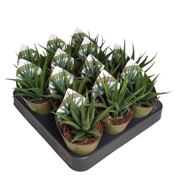 Горшечные цветы и растения оптом Haworthia Universe Potcover от 12шт (для телеги) из Голландии с доставкой по России