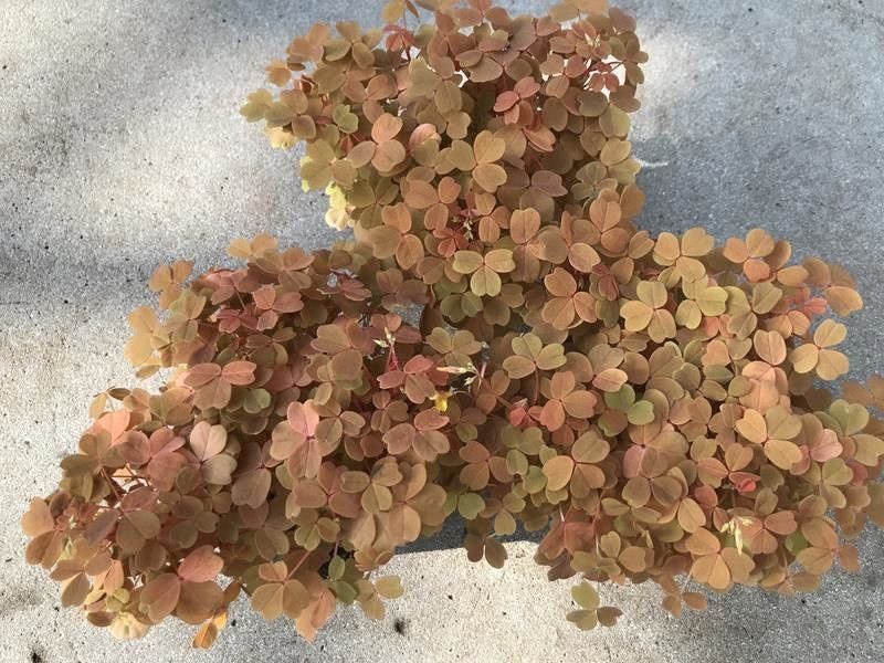 Горшечные цветы и растения оптом Oxalis ... от 8шт из Голландии с доставкой по России