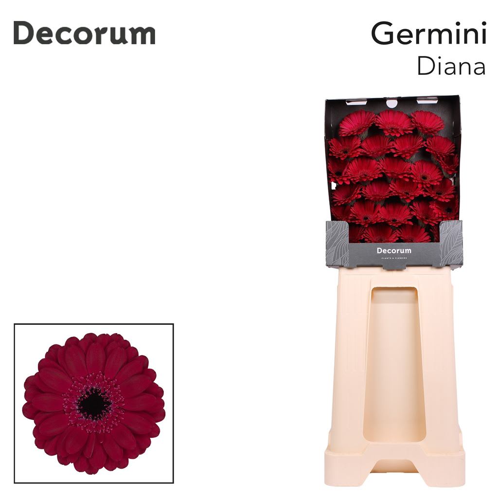 Срезанные цветы оптом Germini diamond diana от 75шт из Голландии с доставкой по России