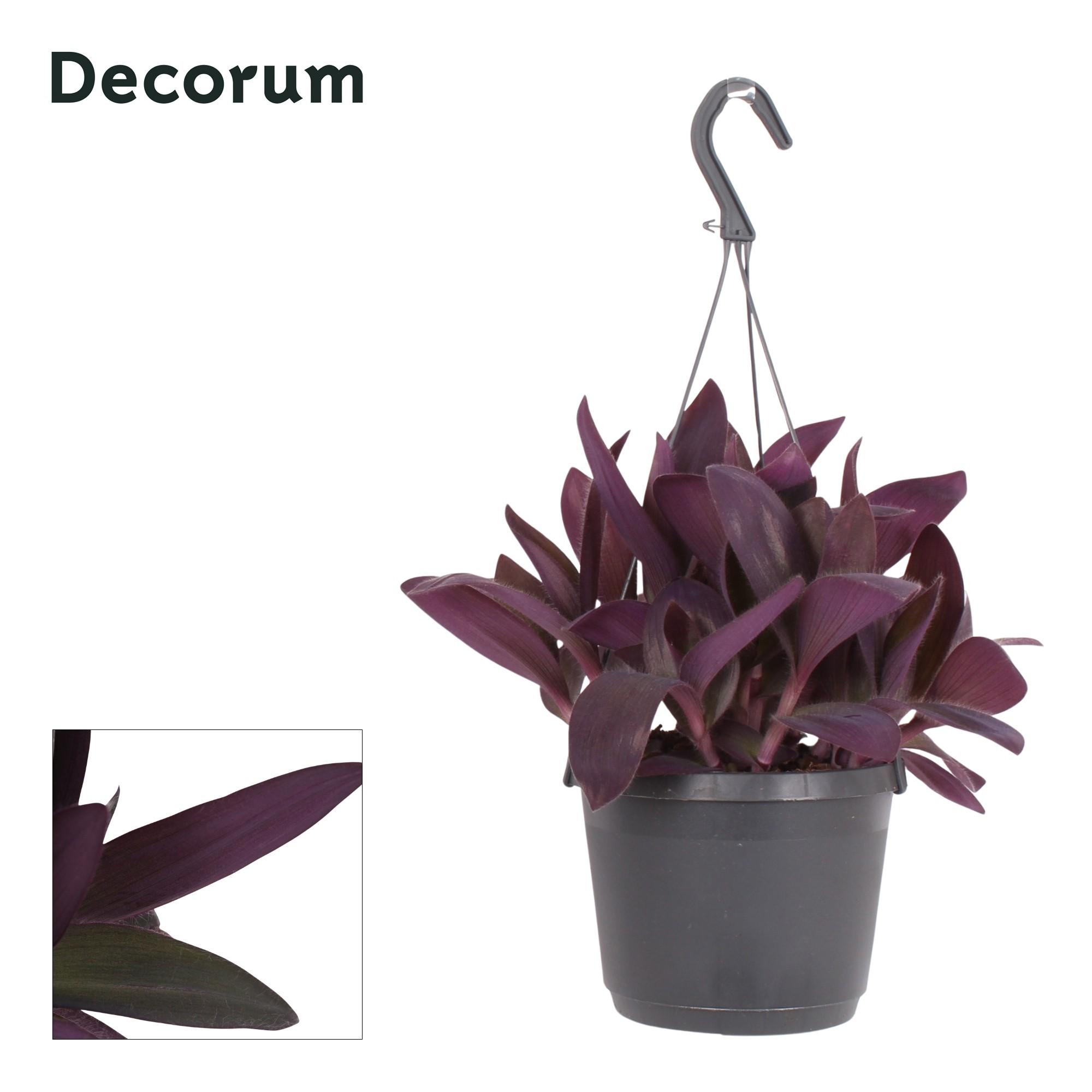 Горшечные цветы и растения оптом Tradescantia Purple Heart Hangpot от 6шт из Голландии с доставкой по России