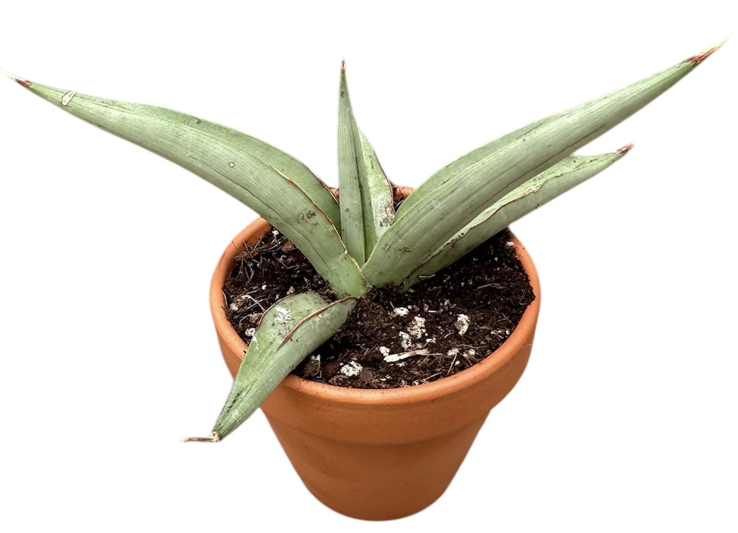 Горшечные цветы и растения оптом Sansevieria Swan Dancer от 1шт (для телеги) из Голландии с доставкой по России