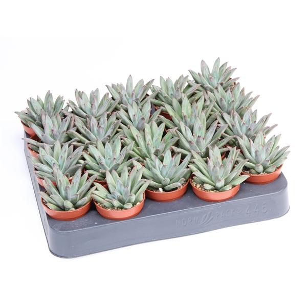 Горшечные цветы и растения оптом Echeveria Hookerii от 20шт (для телеги) из Голландии с доставкой по России Горшечные цветы и растения оптом Echeveria Hookerii от 20шт (для телеги) из Голландии с доставкой по России