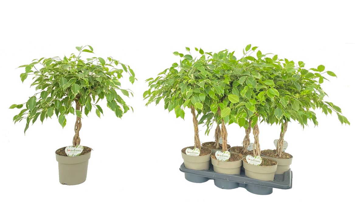 Горшечные цветы и растения оптом Ficus Be Safrana Twisted Stem от 6шт из Голландии с доставкой по России