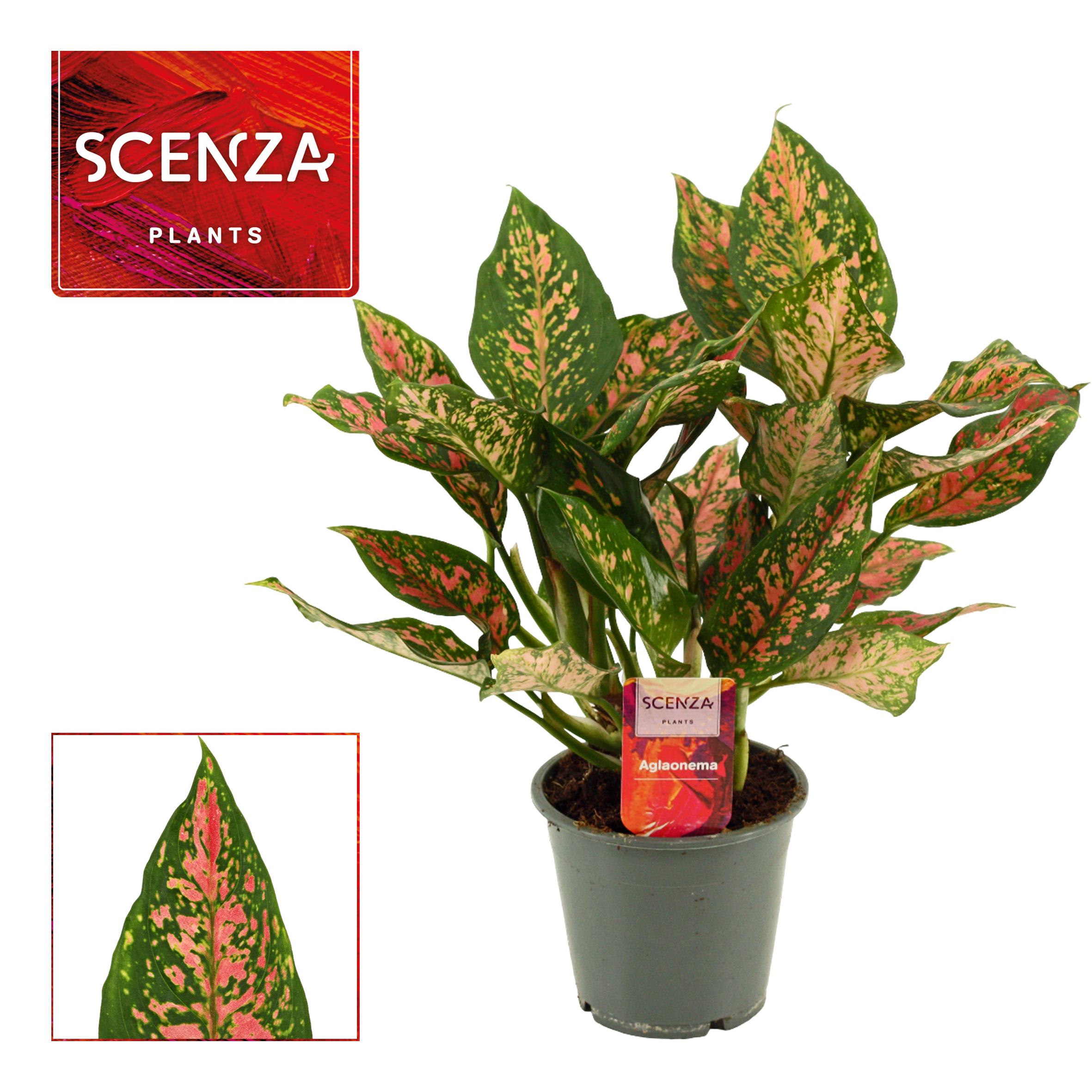 Горшечные цветы и растения оптом Aglaonema Unyamanee от 10шт из Голландии с доставкой по России