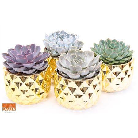 Горшечные цветы и растения оптом Echeveria Gemengd In Delhi от 4шт из Голландии с доставкой по России