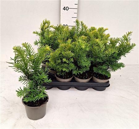 Горшечные цветы и растения оптом Taxus Baccata Ov от 11шт из Голландии с доставкой по России