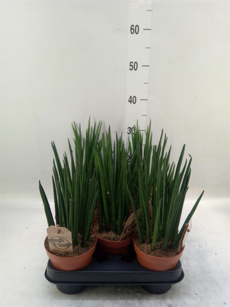 Горшечные цветы и растения оптом Sansevieria Bacularis от 11шт из Голландии с доставкой по России