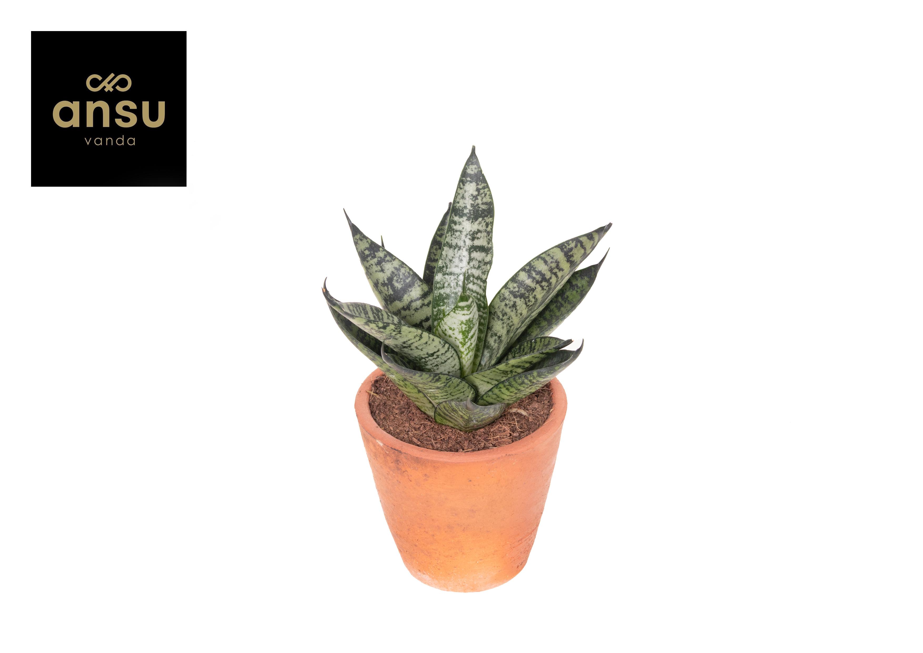 Горшечные цветы и растения оптом Sansevieria Comet Ming Green Marble Terracotta от 14шт (для телеги) из Голландии с доставкой по России