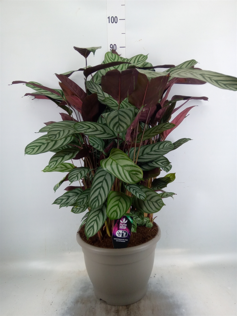 Горшечные цветы и растения оптом Calathea Sanderiana от 1шт из Голландии с доставкой по России