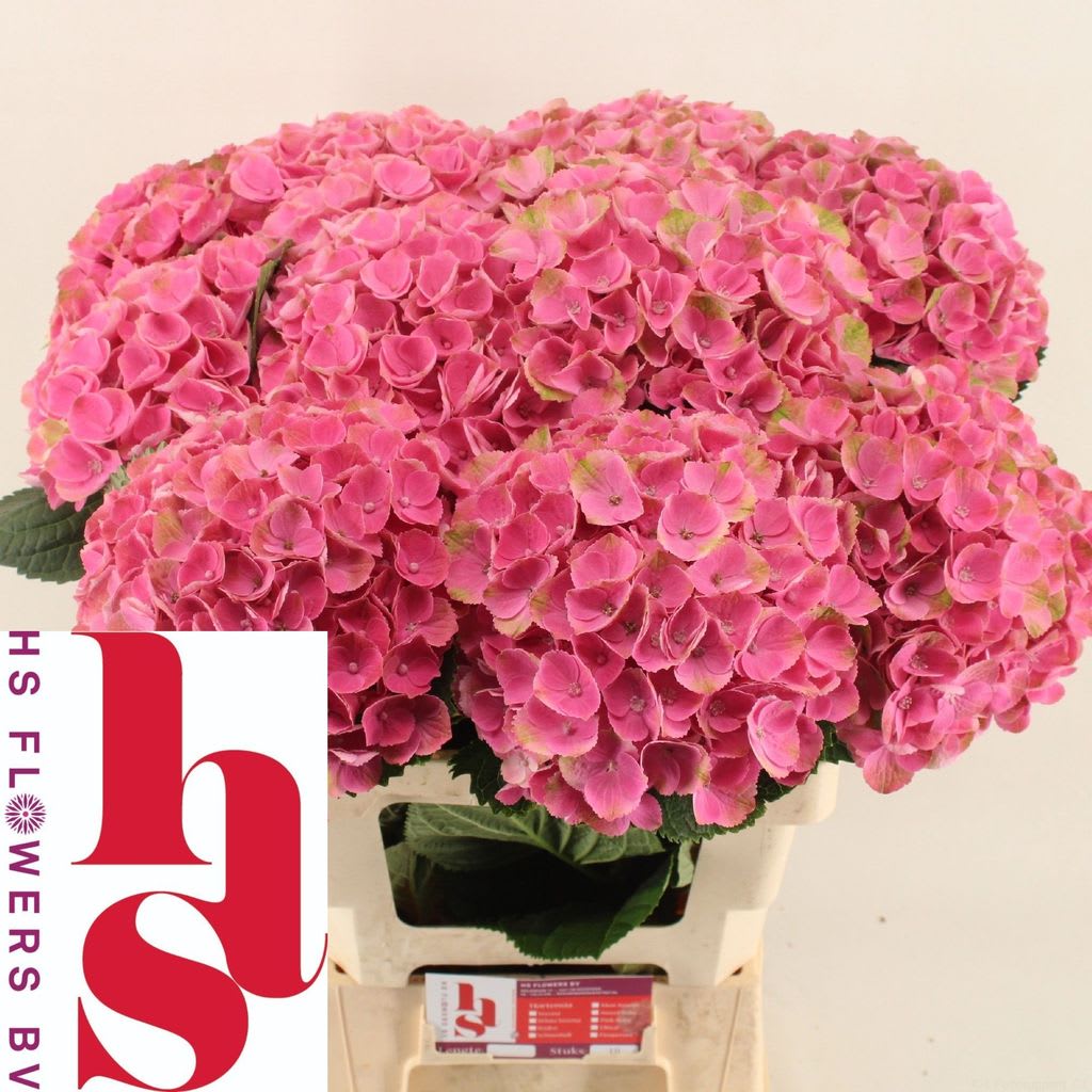 Срезанные цветы оптом Hydrangea mag opal от 10шт из Голландии с доставкой по России
