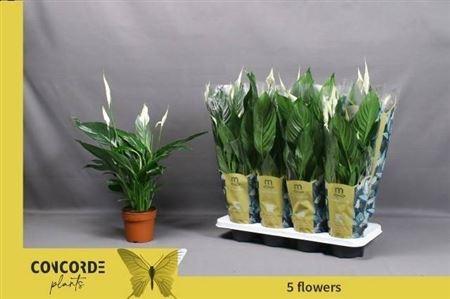 Горшечные цветы и растения оптом Spath Pico Cupido 5+ (concorde) от 8шт из Голландии с доставкой по России