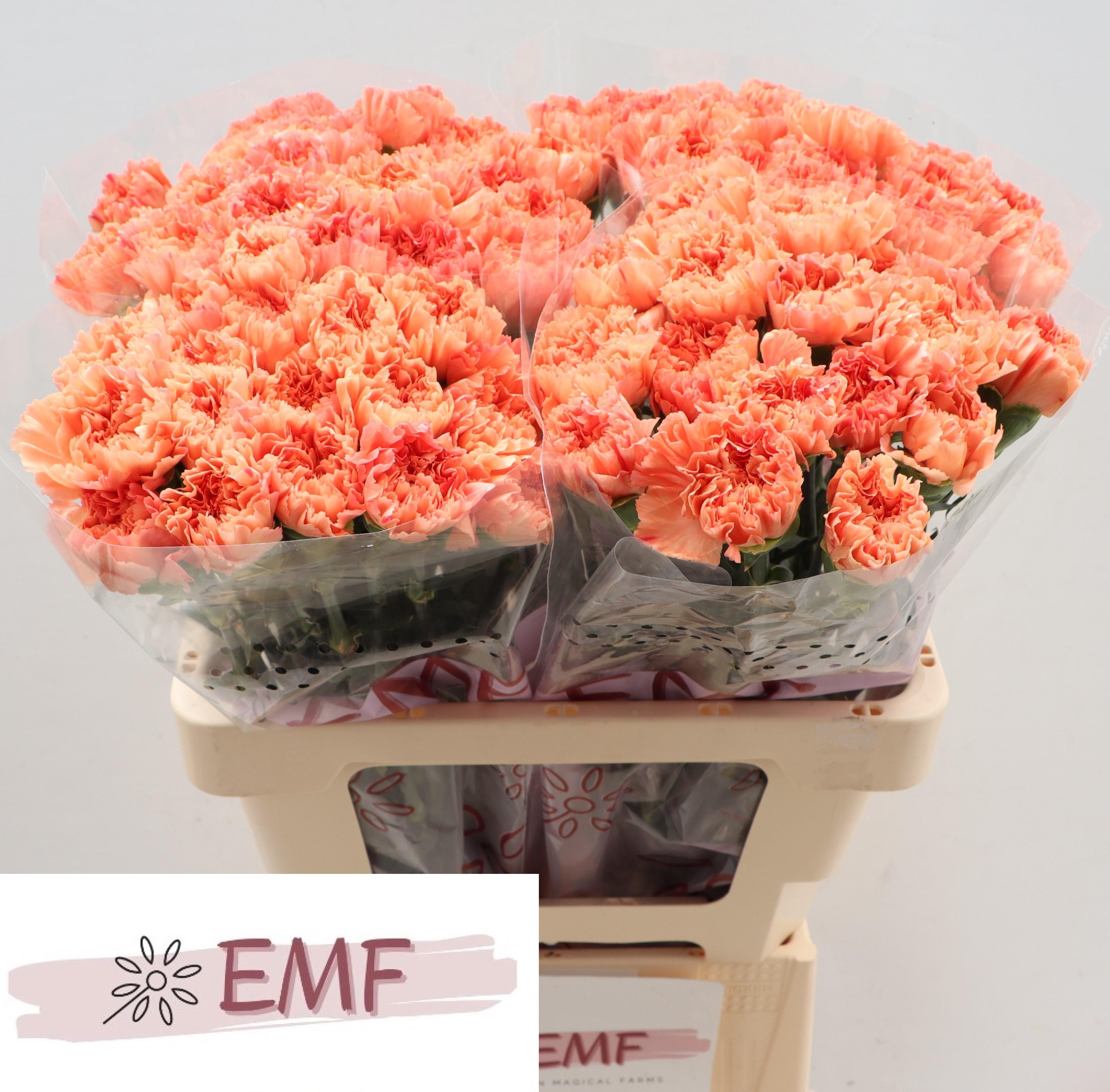 Срезанные цветы оптом Dianthus st tamarind от 80шт. из Голландии с доставкой по России