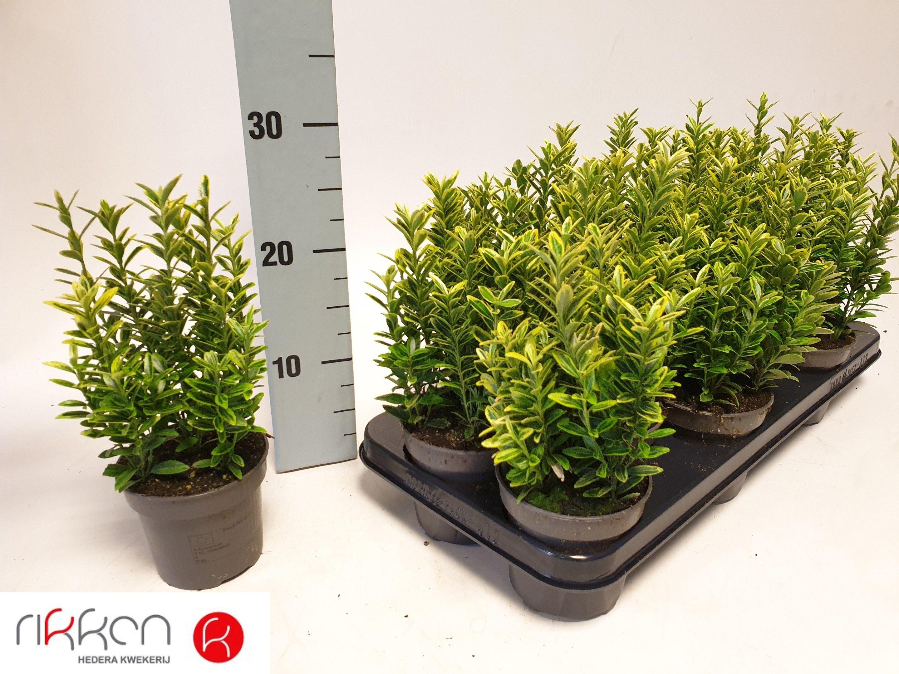 Горшечные цветы и растения оптом Euonymus Ja M Aureov от 12шт из Голландии с доставкой по России