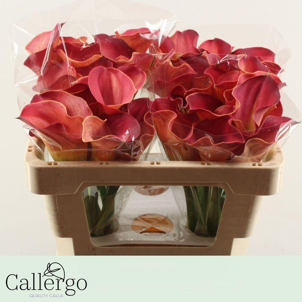 Срезанные цветы оптом Zantedeschia call aruna от 40шт из Голландии с доставкой по России